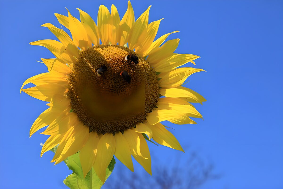 Sonnenblume mit Bienen vor blauem Himmel