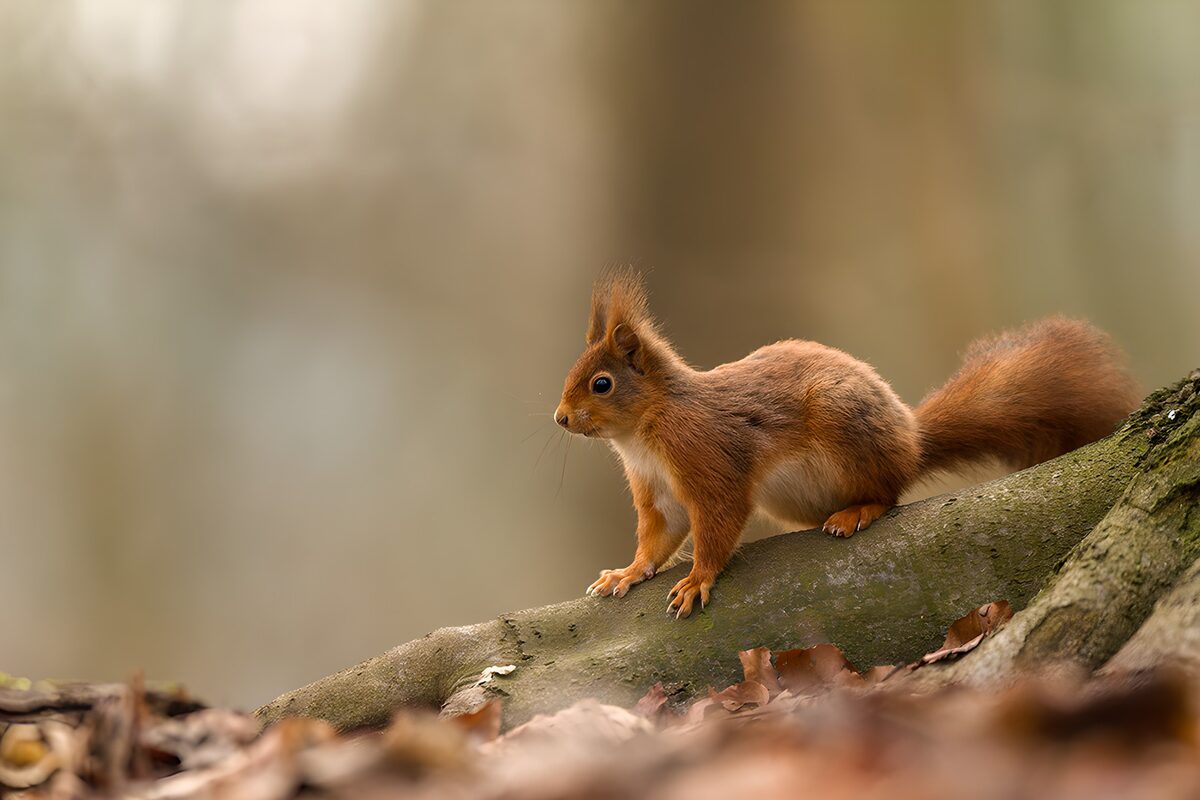 Rotes Eichhörnchen auf moosiger Wurzel