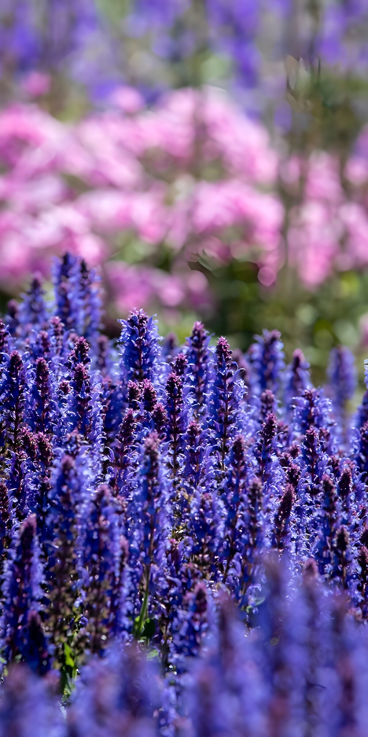 Blauviolette Blüten vor rosa Hintergrund