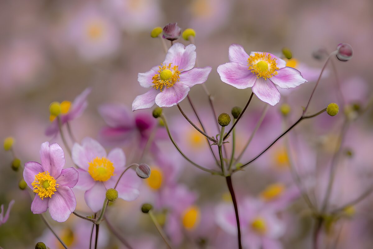 Rosa Anemonen in weichem Licht