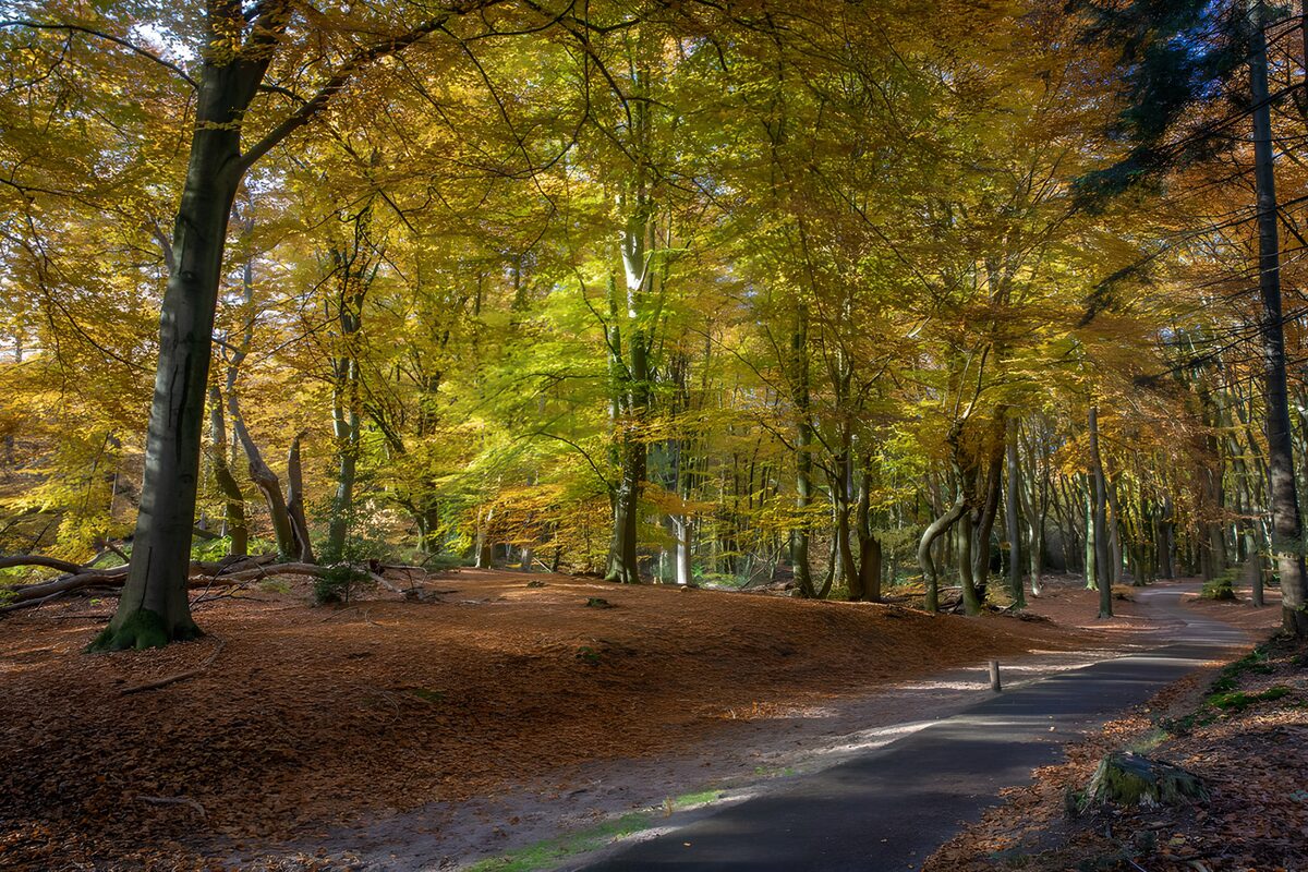 Waldweg im goldenen Herbstlicht
