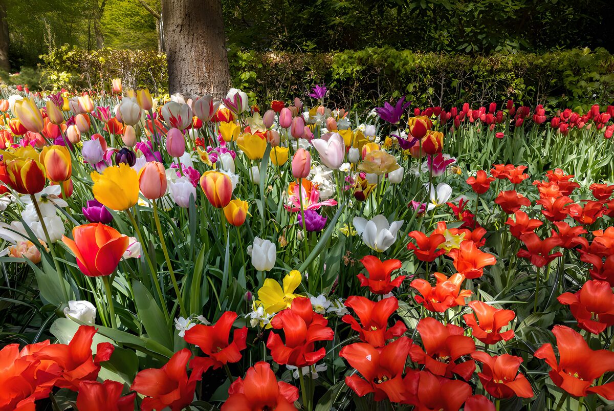 Ein Frühlingsteppich aus Tulpen