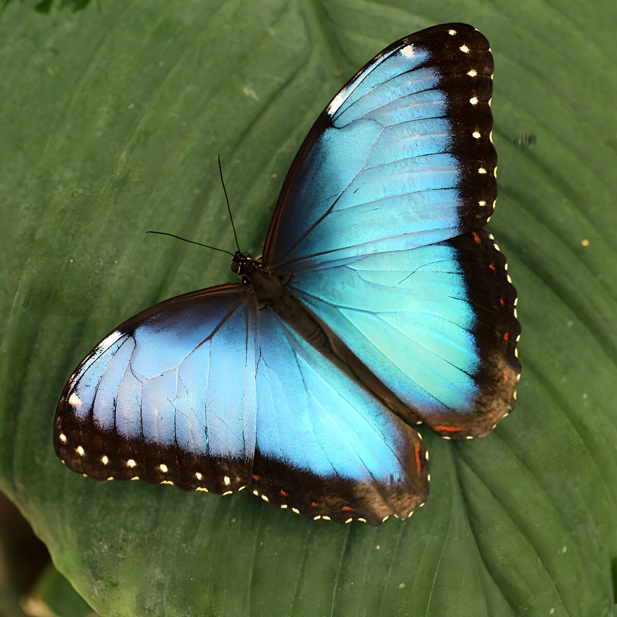 Blauer Schmetterling auf grünem Blatt
