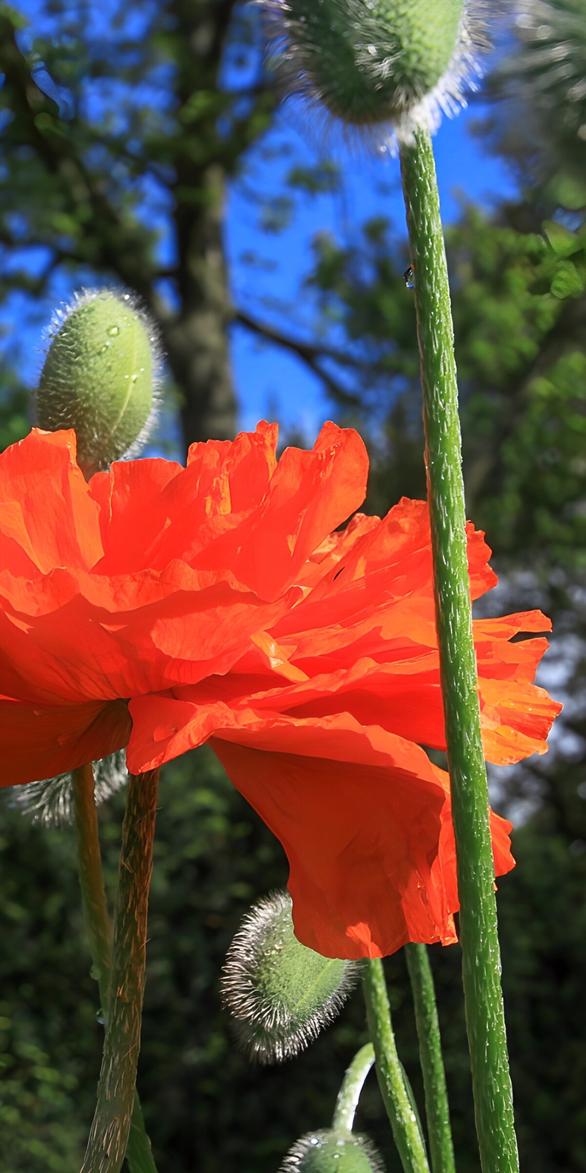 Roter Mohn mit grünen Knospen