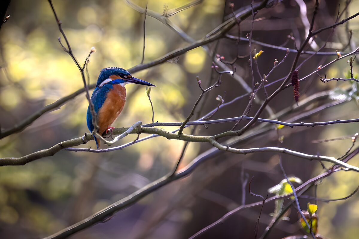 Eisvogel auf einem Ast im sanften Licht
