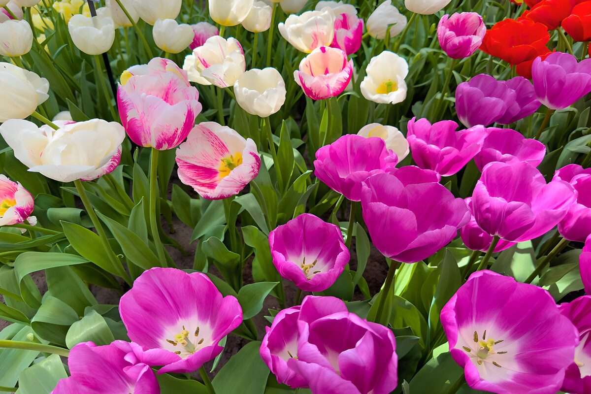 Rosa und weiße Tulpen im Frühlingslicht
