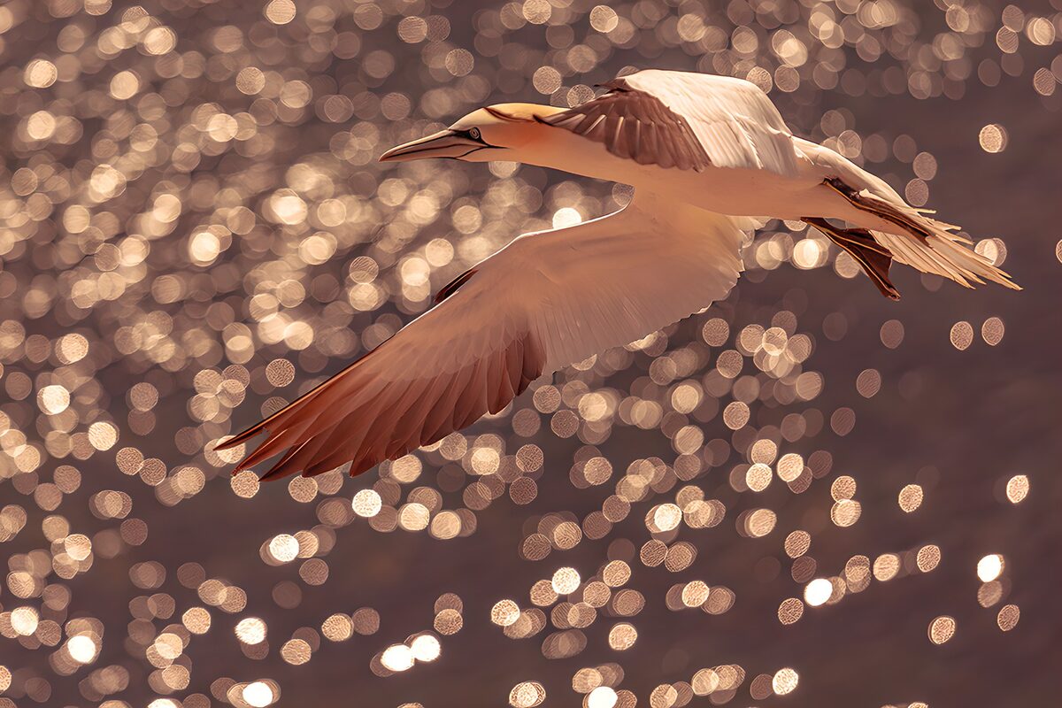 Basstölpel im Flug über goldenem Wasser