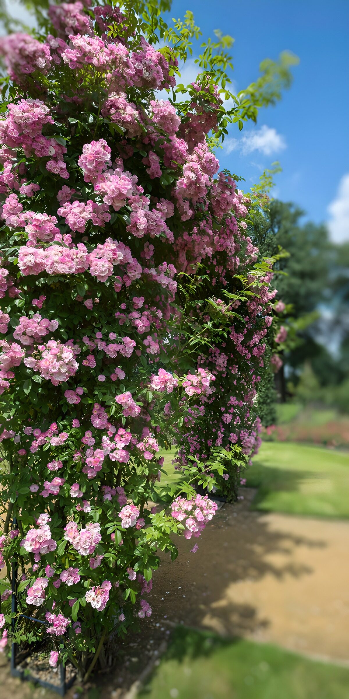 Rosa Rosenstrauch im Sonnenschein