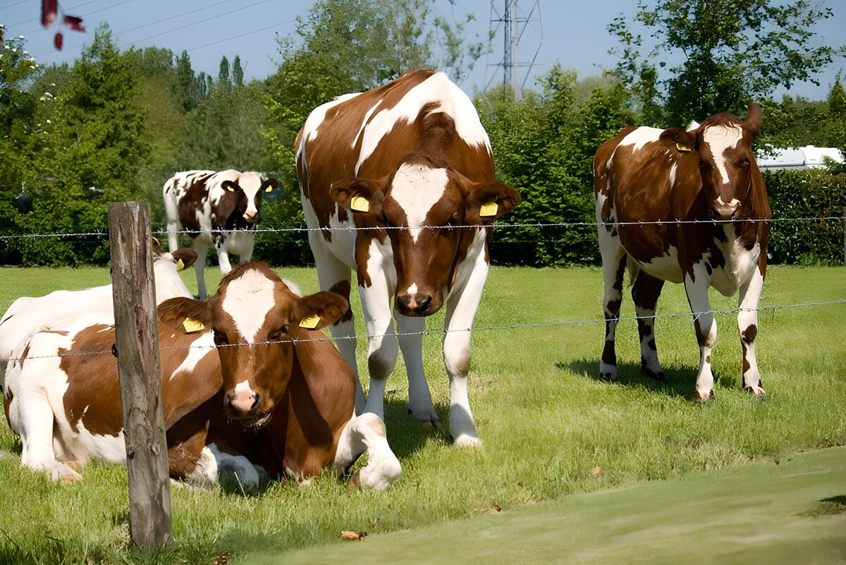 Braun-weiße Kühe auf sonniger Weide