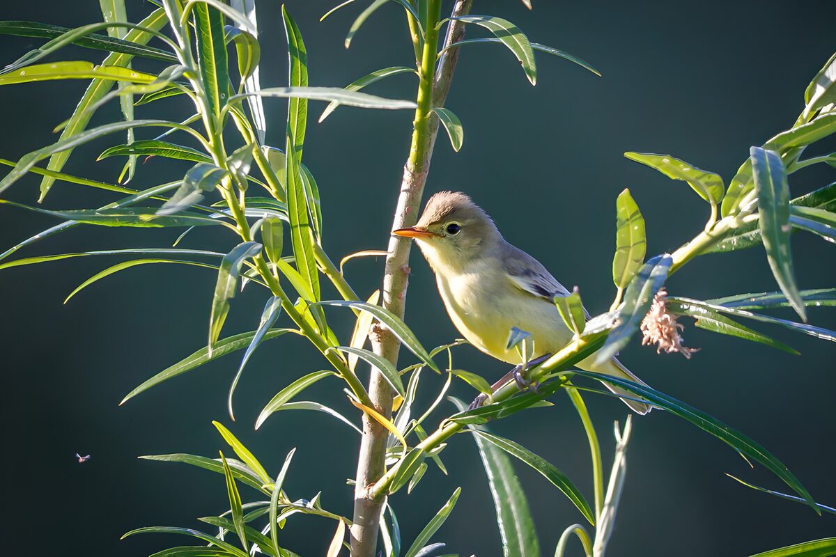 Kleiner Vogel im sonnigen Blättergrün