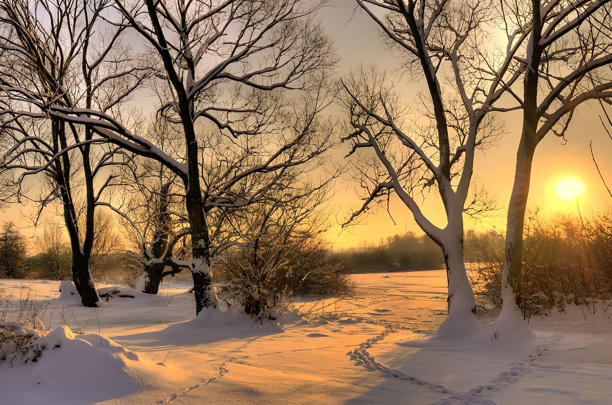 Verschneite Bäume im goldenen Abendlicht