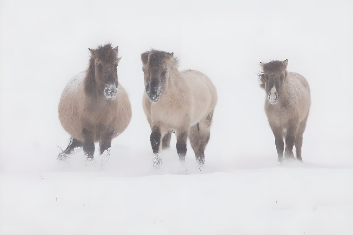Drei zottelige Pferde im Schnee