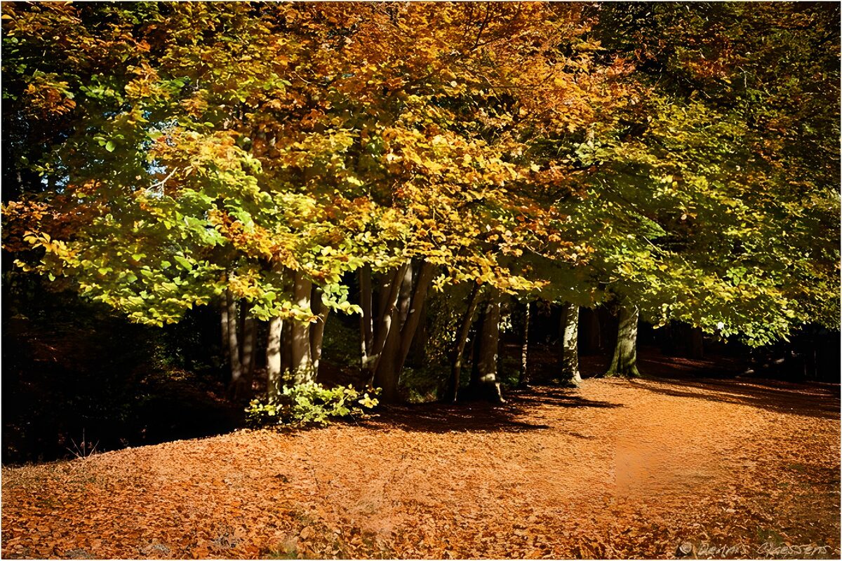 Laubbedeckter Waldweg im Herbstlicht