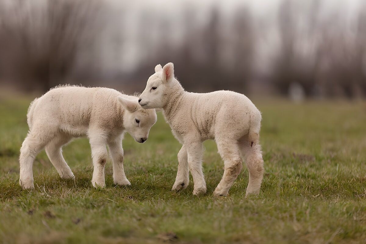 Zwei Lämmer, dicht an dicht im Gras