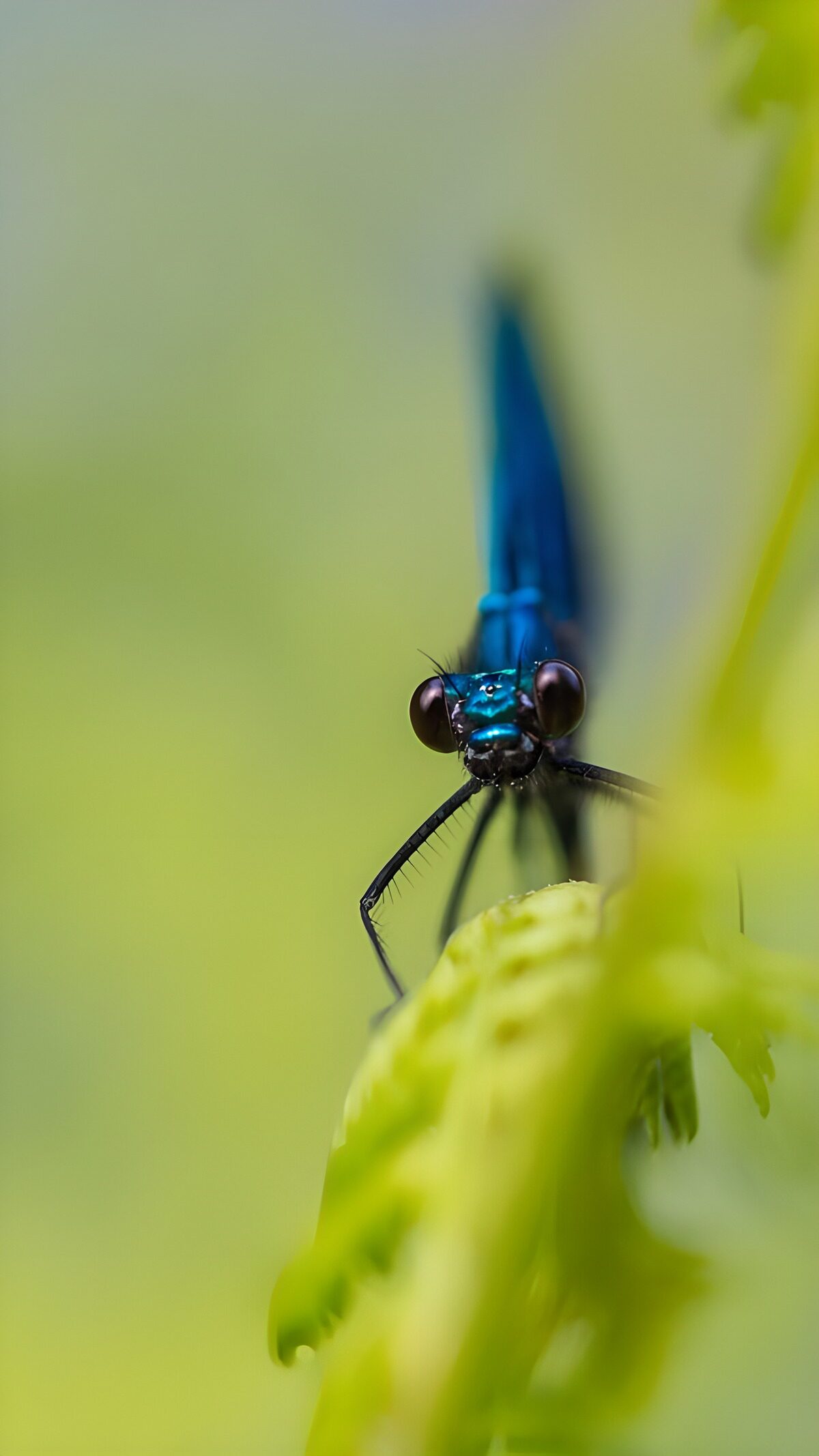 Blaue Libelle ganz nah im Grünen
