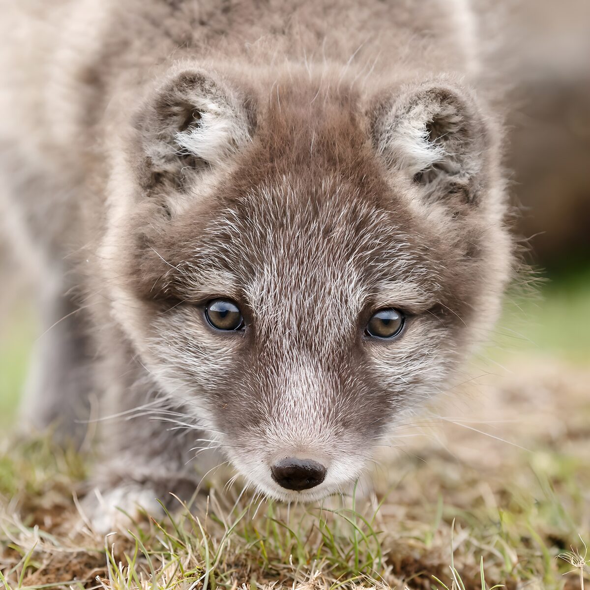 Junger Marderhund in Nahaufnahme