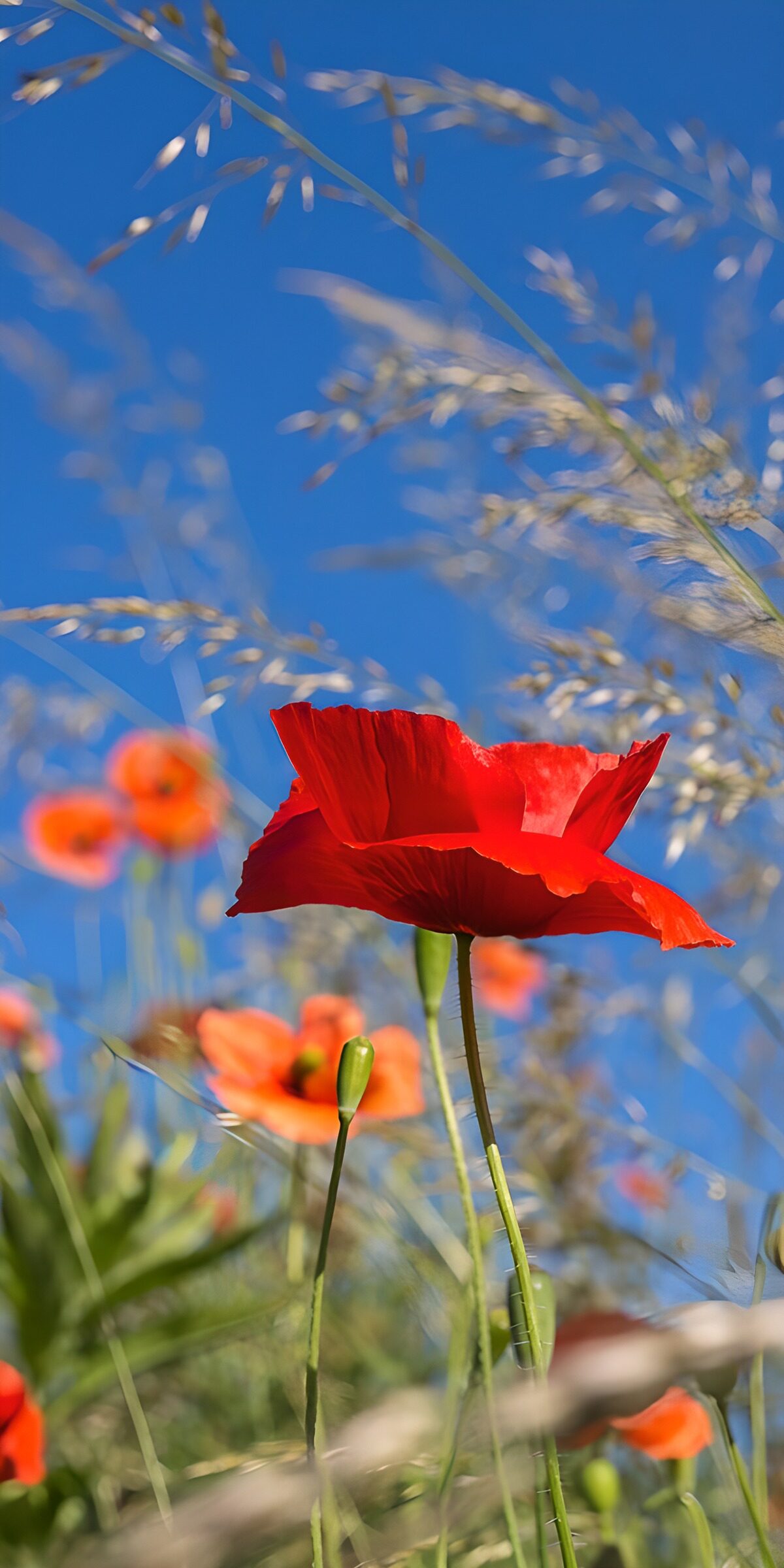 Roter Mohn und Gräser vor blauem Himmel