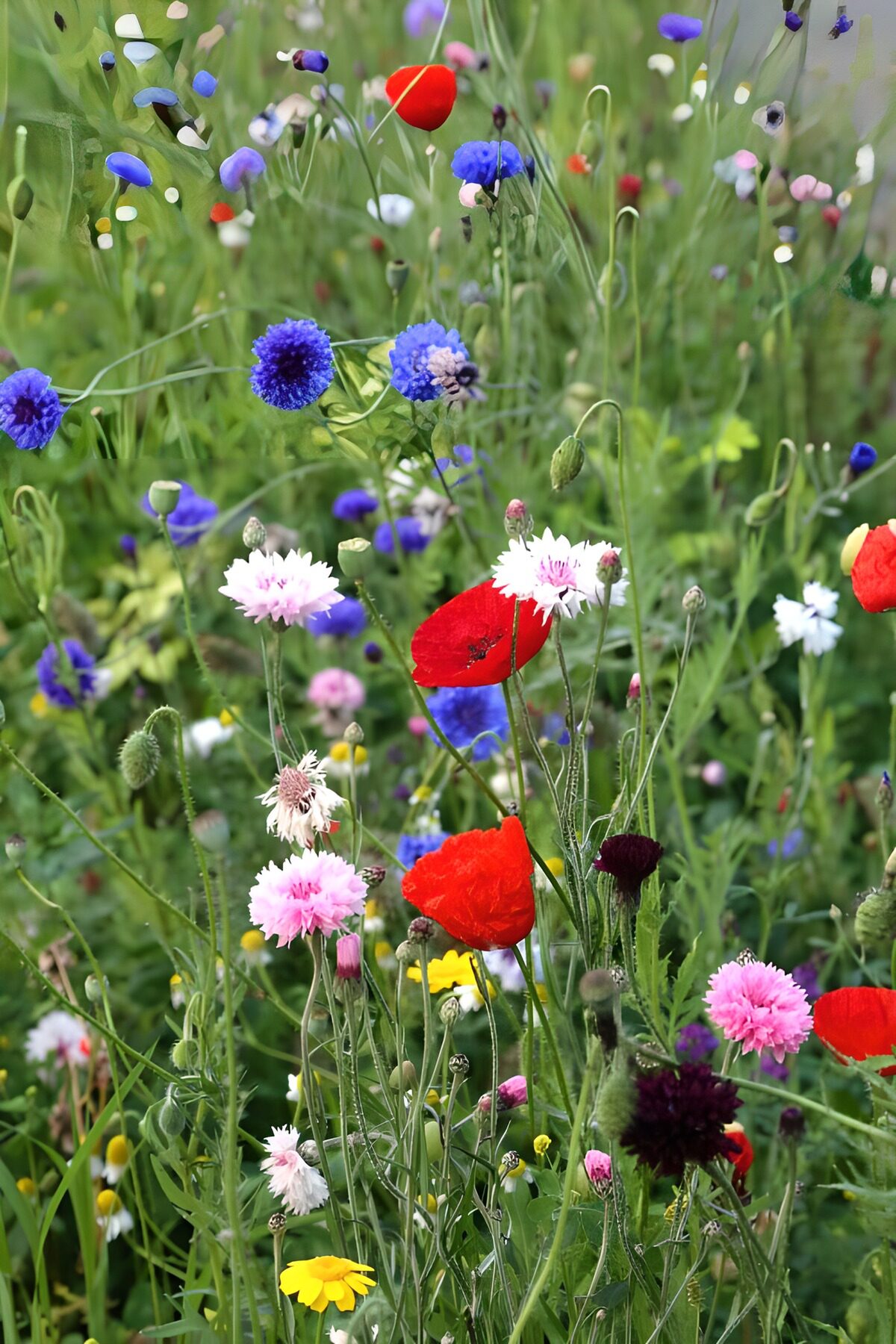 Sommerrauschen in Mohnrot und Kornblumenblau