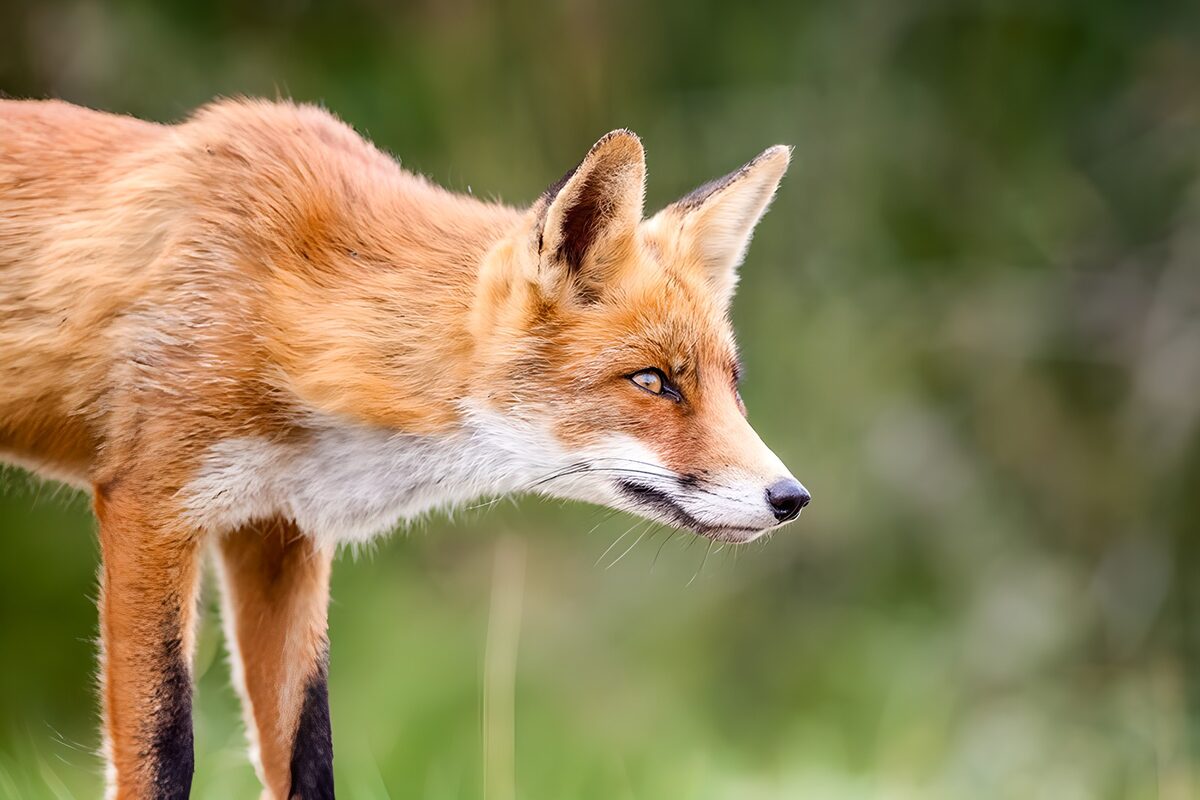Rotfuchs im Profil, still und wachsam