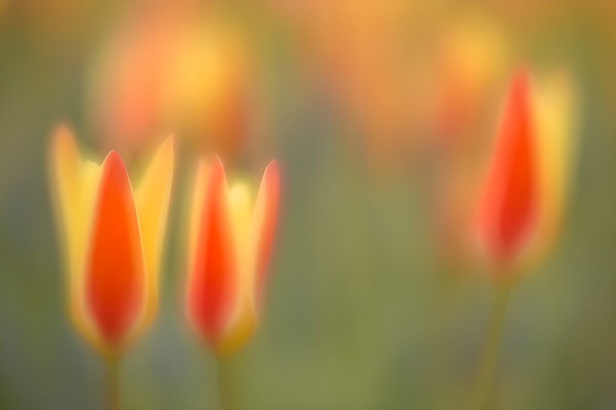 Rot-gelbe Tulpen im Weichzeichner