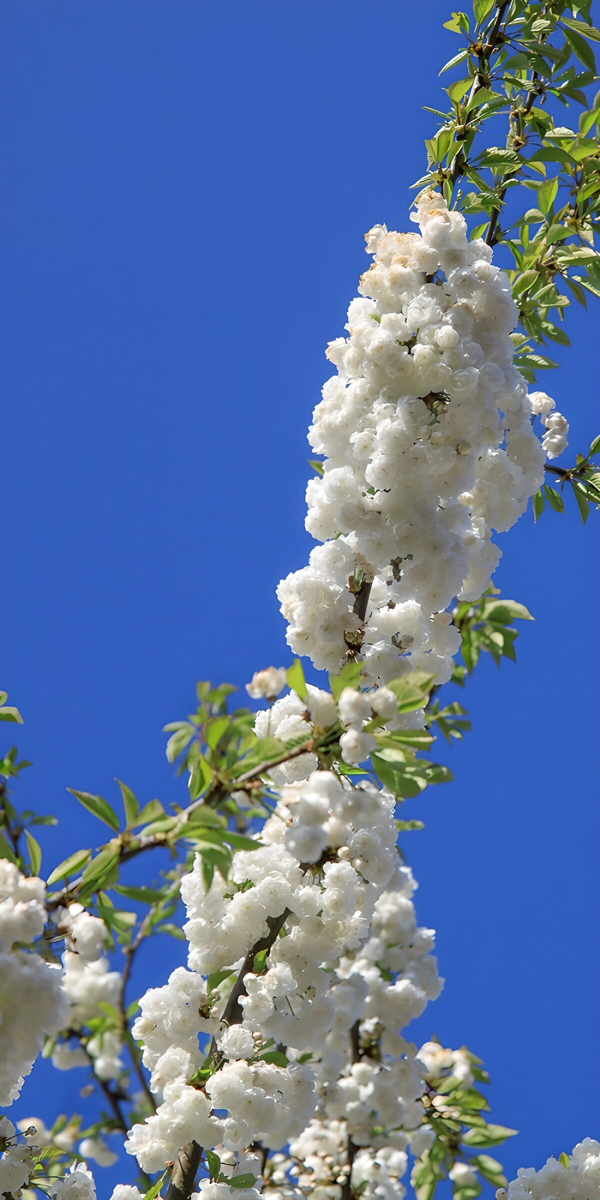 Weiße Blütenzweige vor blauem Himmel