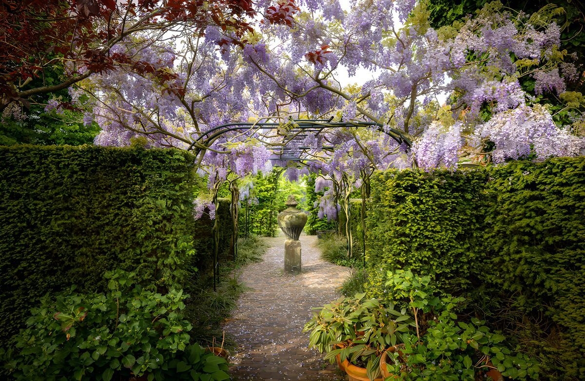 Stiller Gartenweg unter Blauregen