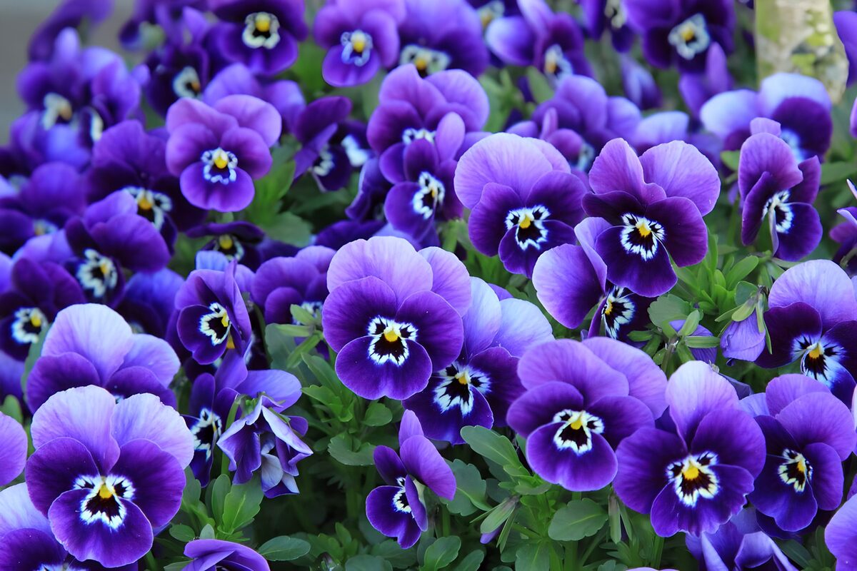 Stiefmütterchen in Lila und Violett