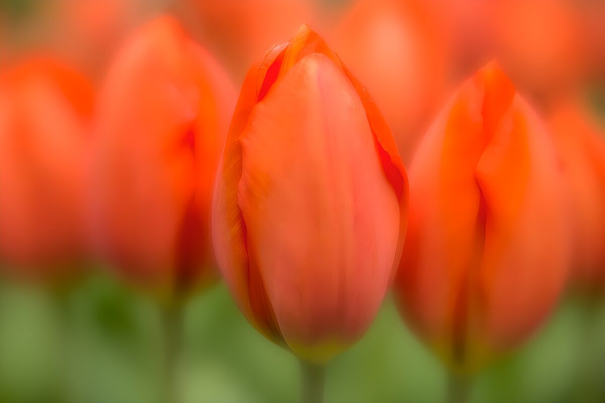Tulpenknospen in Orange und Rosa