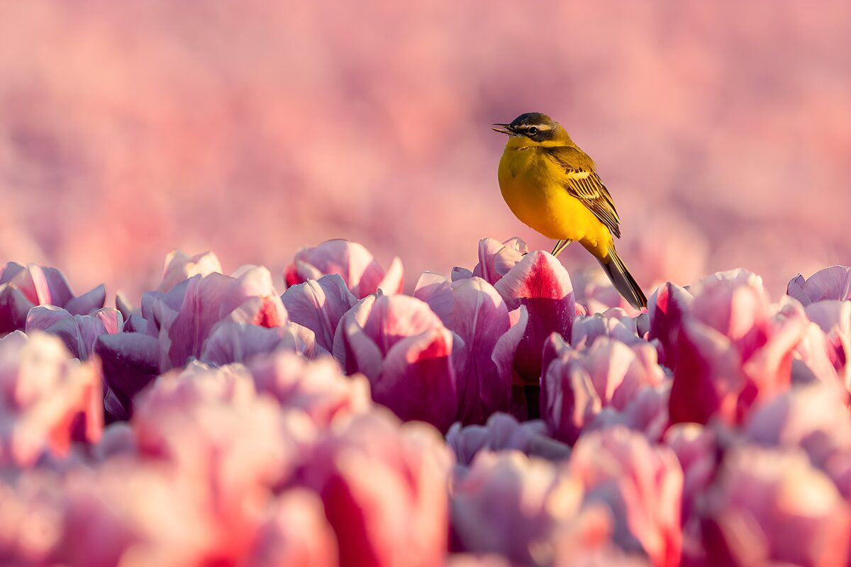 Schafstelze in rosa Tulpen im Sonnenlicht