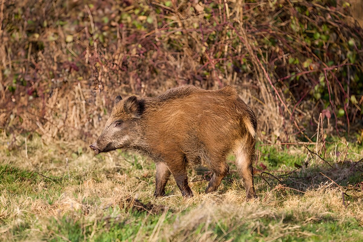 Wildschwein im Gras vor dichtem Gebüsch