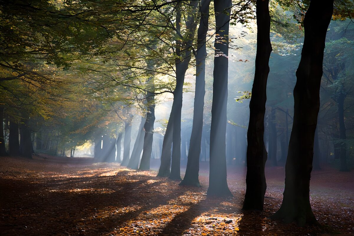 Herbstwaldweg im goldenen Sonnenlicht