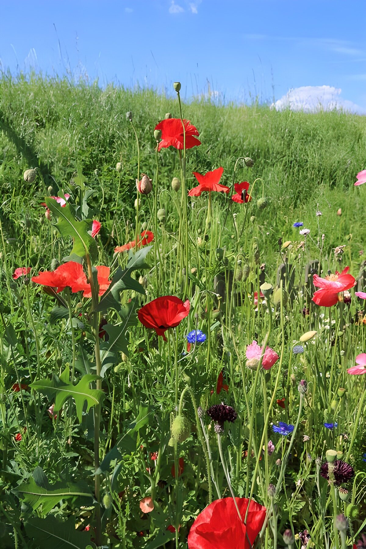 Mohn und Kornblumen im Sonnenlicht