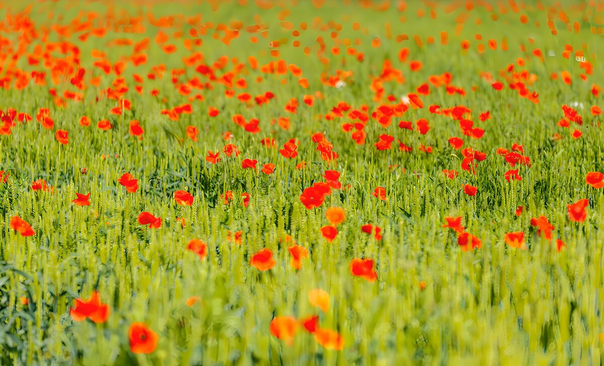 Roter Mohn im sattgrünen Getreide