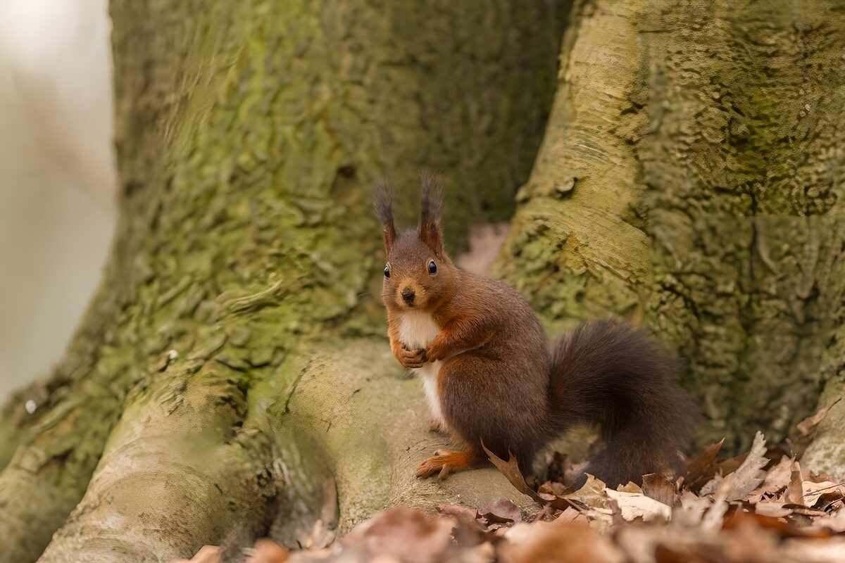 Rotes Eichhörnchen am knorrigen Baum