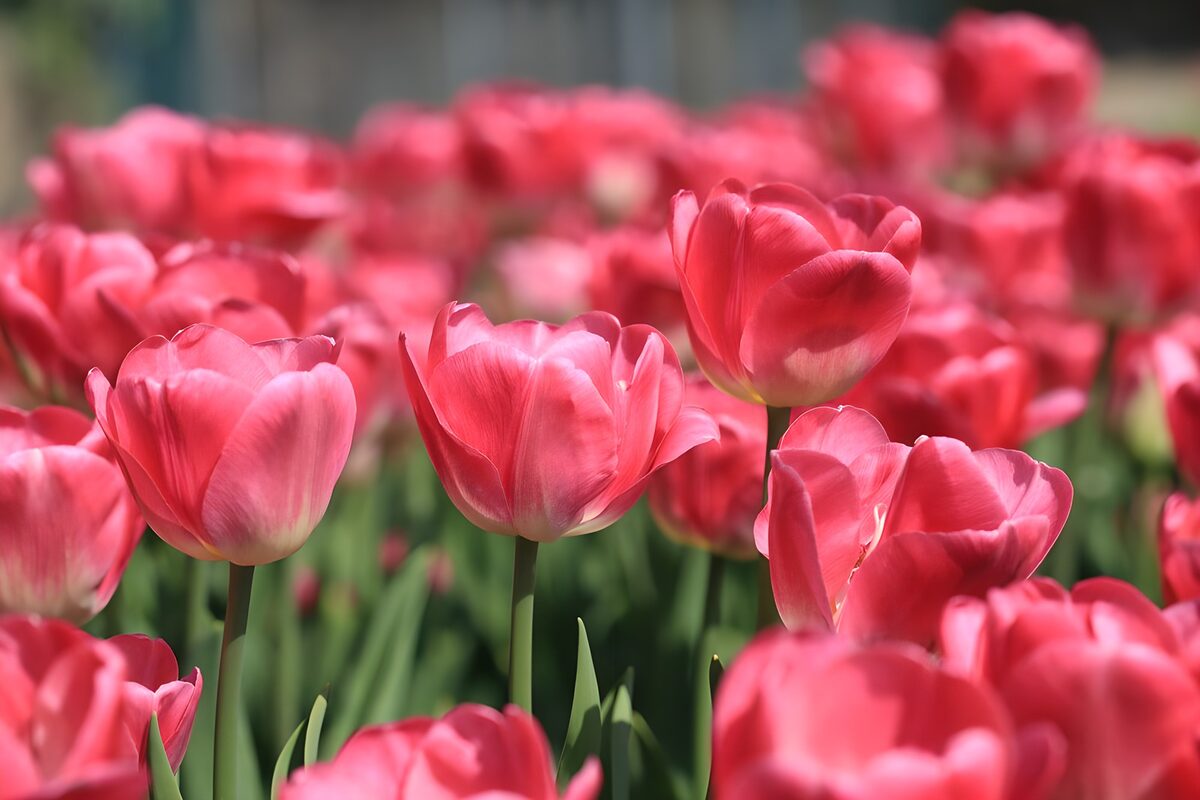 Rosa Tulpen im Frühlingslicht