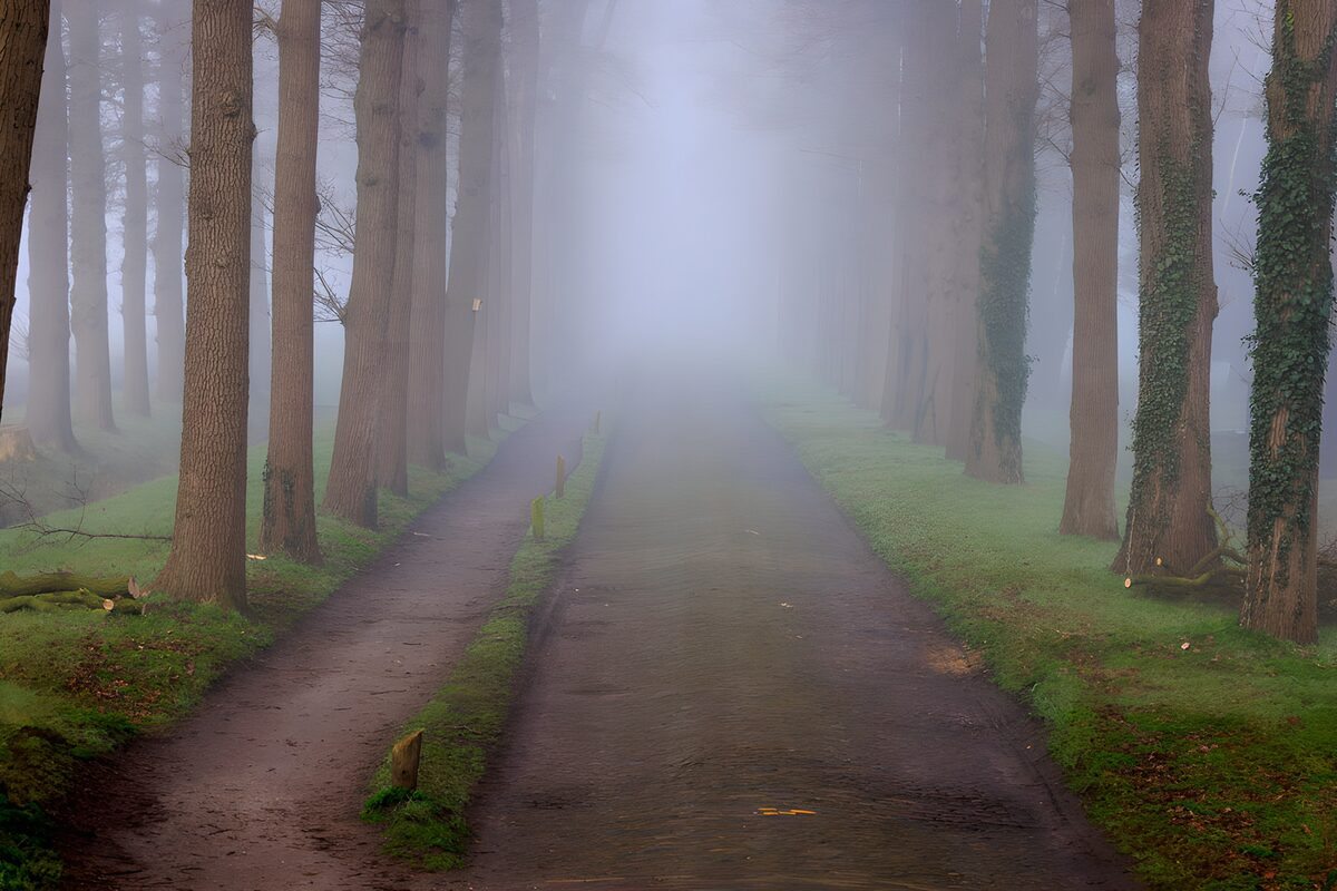 Straße und Waldpfad im dichten Nebel