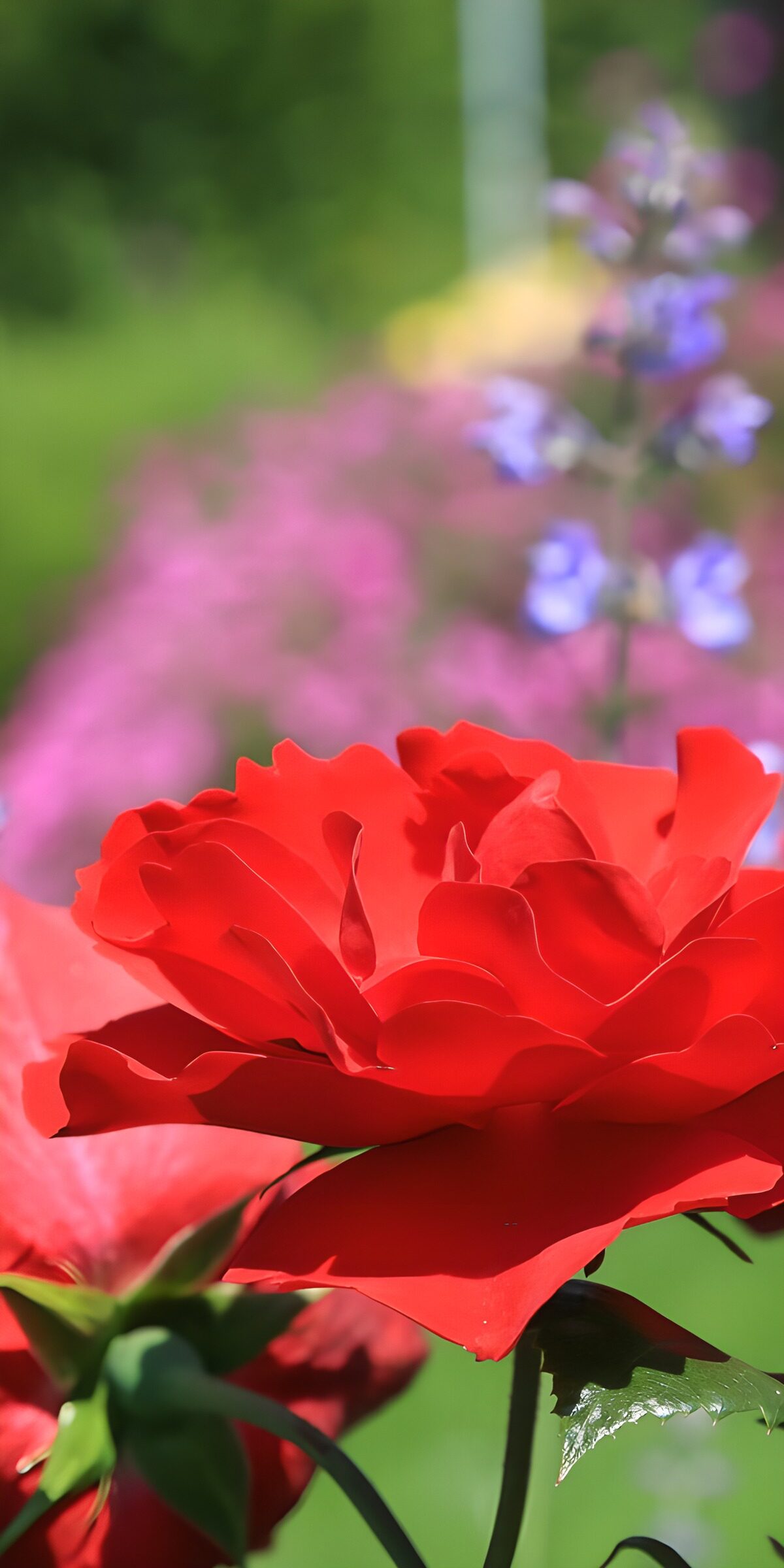 Rote Rose vor buntem Gartengrün