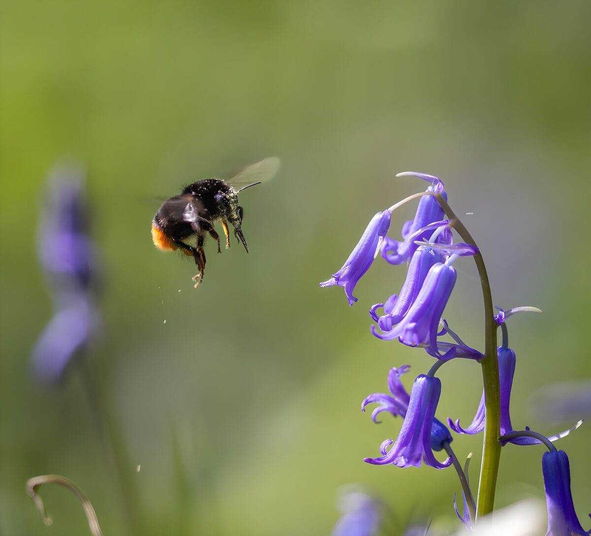 Hummel im Anflug auf blaue Glockenblüten