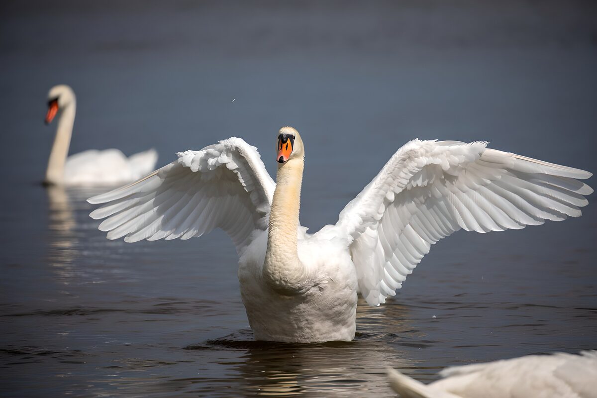 Weißer Schwan mit weit gespreizten Flügeln