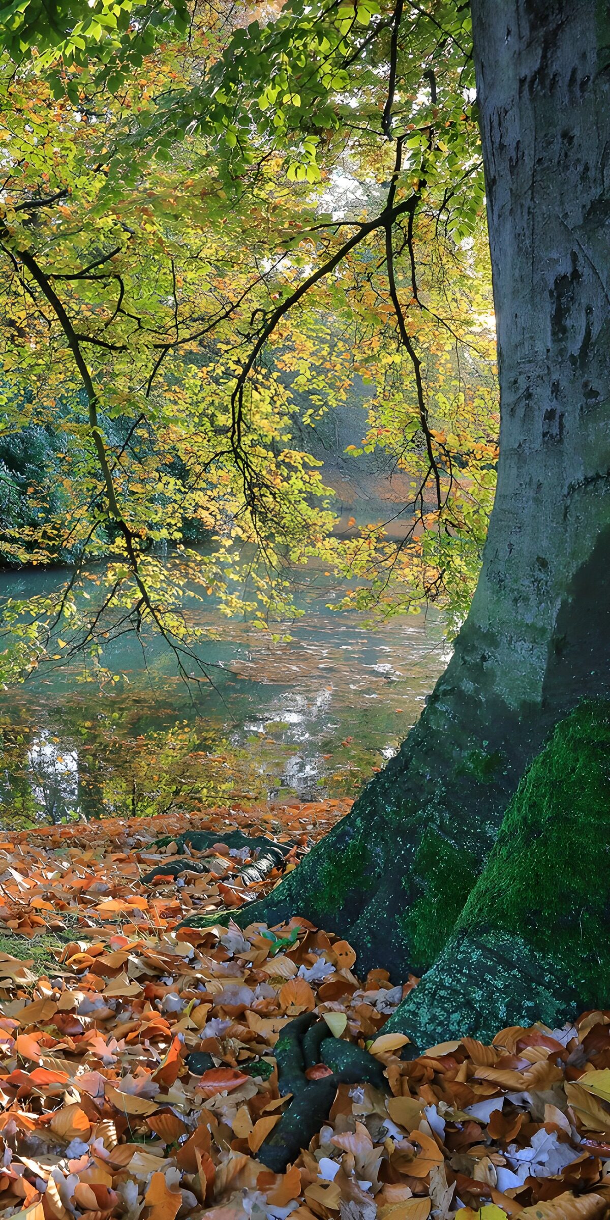 Goldenes Blätterdach über dem Wasser
