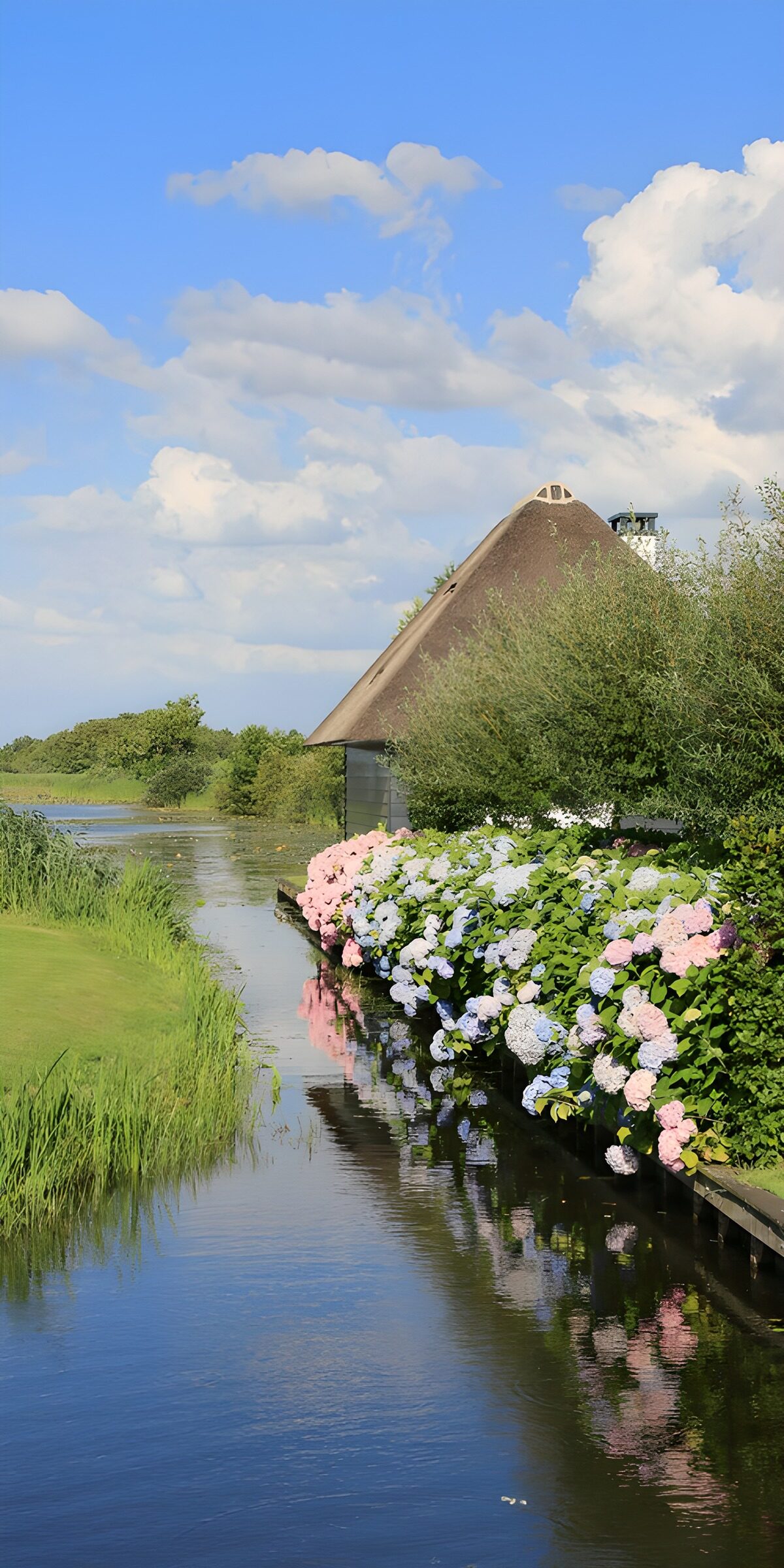 Hortensien und Reetdach am stillen Wasser
