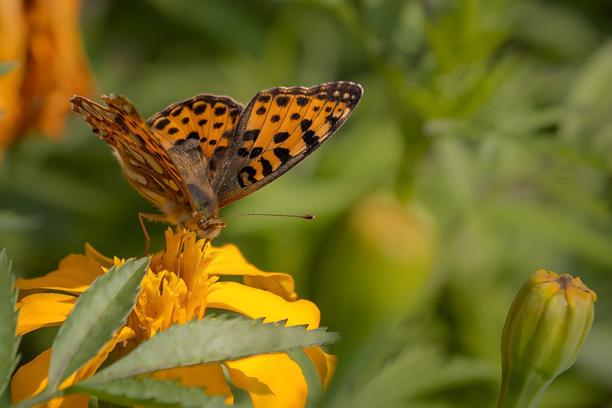 Oranger Schmetterling auf sonniger Blüte