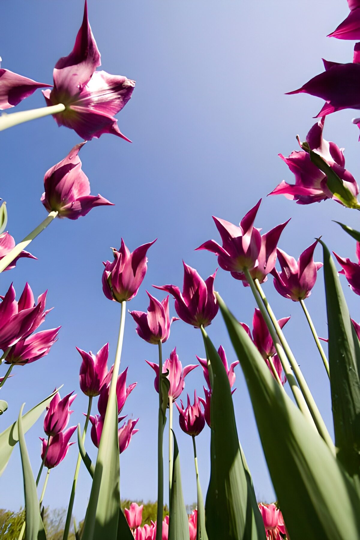 Rosa und lila Tulpen unter blauem Himmel