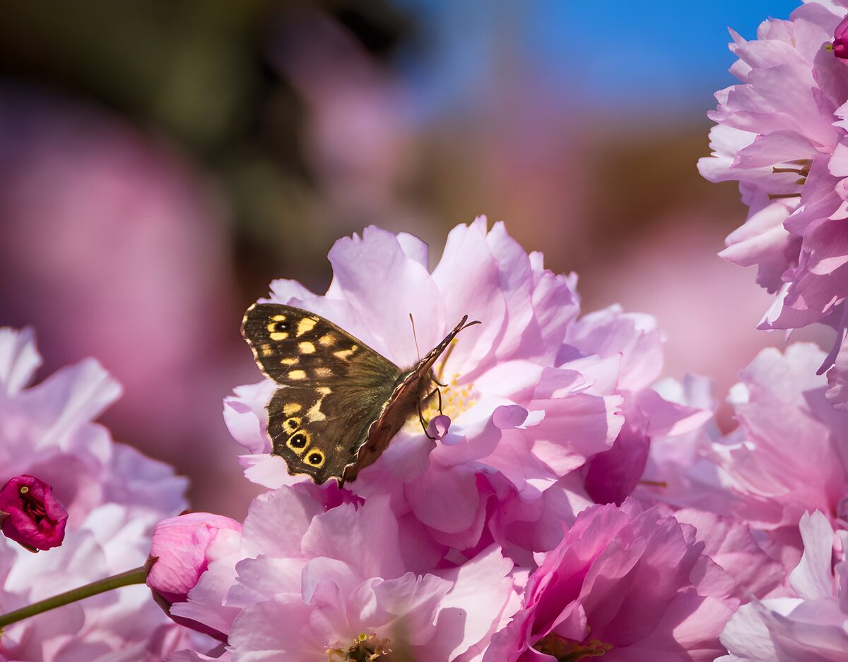 Schmetterling auf sonnigen rosa Blüten