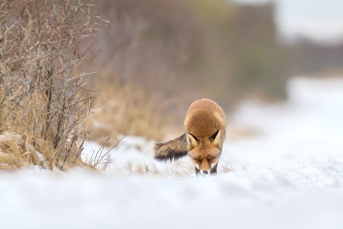 Rotfuchs auf leisen Pfoten im Schnee