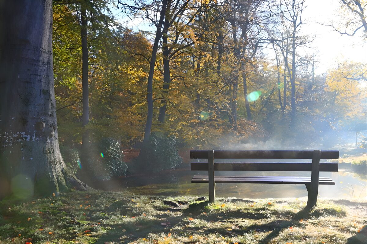 Parkbank am Teich im Morgenlicht