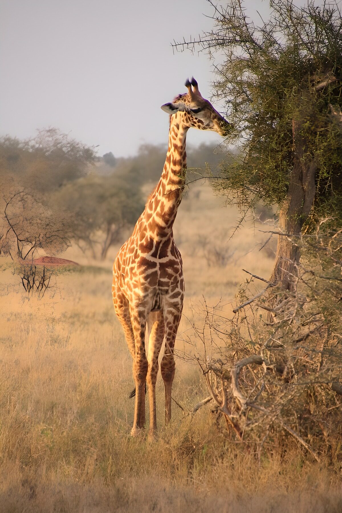Giraffe am Dornbaum im trockenen Gras