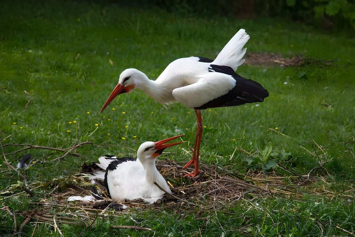 Zwei Weißstörche am Nest im satten Grün