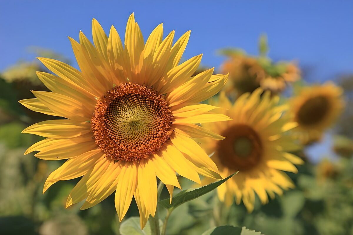 Sonnenblume im warmen Sommerlicht