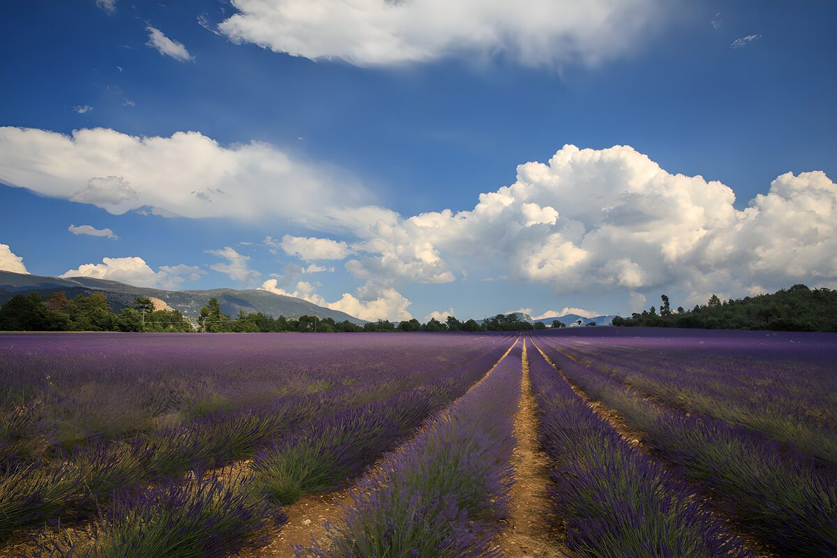 Violette Reihen bis zum Horizont